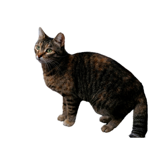 Stock Photo Of Cat, City, Photography 12525 - Cat PNG image with transparent background